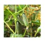 Δίχτυ Αναρριχώμενων Φυτών 2 x 25m (Green) της Grasher STB71676 trazeras|STB71676