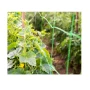 Δίχτυ Αναρριχώμενων Φυτών 2 x 10m (Green) της Grasher STB71675 trazeras|STB71675
