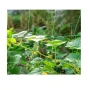 Δίχτυ Αναρριχώμενων Φυτών 2 x 10m (Green) της Grasher STB71675 trazeras|STB71675