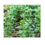 Δίχτυ Αναρριχώμενων Φυτών 2 x 10m (Green) της Grasher STB71675 trazeras|STB71675