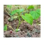 Δίχτυ Αναρριχώμενων Φυτών 2 x 10m (Green) της Grasher STB71675 trazeras|STB71675