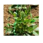 Δίχτυ Αναρριχώμενων Φυτών 2 x 10m (Green) της Grasher STB71675 trazeras|STB71675